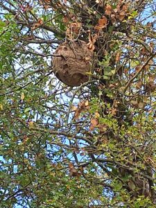 Le Frelon Asiatique (Vespa velutina) : Un Danger pour les Abeilles et la Biodiversité