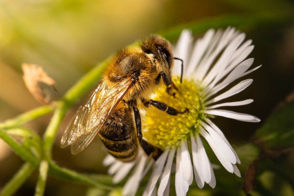 bee, nature, flower