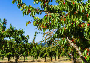 Le Cerisier : Un arbre précieux pour les pollinisateurs