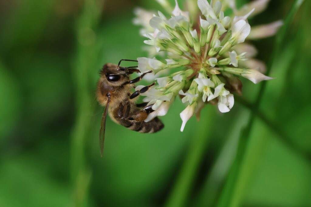 A close up of a flower with a bee on it