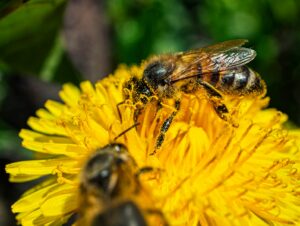Les secrets de la communication des abeilles