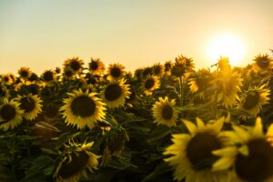 Les abeilles, gardiennes de la biodiversité