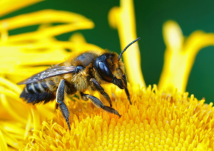 L’abeille coupeuse de feuilles : une bâtisseuse ingénieuse