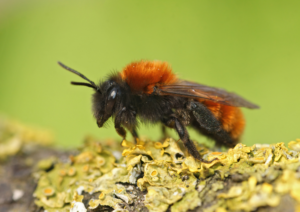 L’andrène fauve : une abeille terricole du printemps