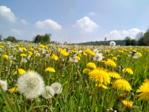 Le pissenlit : un allié précieux pour les abeilles au printemps